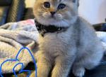 Scottish Folds and Scottish straights Profile