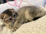 Scottish Folds and Scottish straights Profile