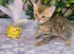 Bengal cats pride Profile