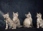Bengal kittens for the low Profile