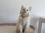 Orange Collar Profile