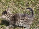 Bengal x Maine Coon Kittens Profile