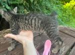 Black bobtail girl kitten Profile