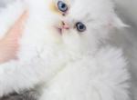 SOLD Toulouse Blue Eyes Profile