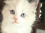 Ragdoll kitten Profile