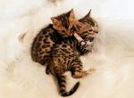Bengal kittens high quality Tica Profile