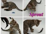 Sprout Profile