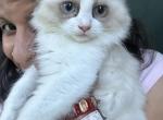 Bicolor seal point female ragdoll  12 weeks old Profile