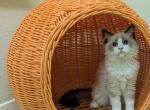 TICA seal Bicolor Ragdoll Kitten Profile