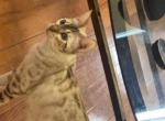 Bengal Profile