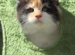 Charlotte Calico Profile