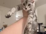 Tica Maine coons Profile