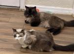 Ragdolls Profile