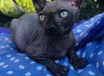 Onyx Profile