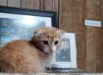 GARFIELD Profile