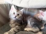 MaineCoon Layla Profile