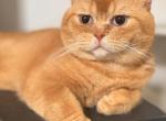 Marmalade Profile