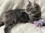 BACARI BLUE MAINE COON ADULT MALE Profile