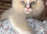 Female Ragdoll Kitten Profile