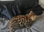 F3 Savannah Kittens Profile