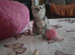 Silver Teddy Bear Scottish fold girl Profile