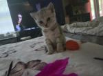 Silver Teddy Bear Scottish fold girl Profile