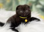 Portland Amir Scottish Fold Kitten Profile