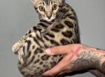 Lilys kitty Profile