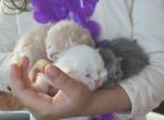 White and cream litter Profile