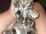 Co co's litter Profile