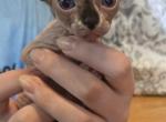 ALL RESERVED 8 sphynx kittens Profile