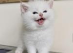 Flkitten1 3 white Profile