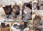 The Big Paw Club Profile