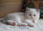 Pudding Profile