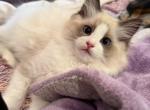 Gatita Profile