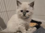 Sammy's litter Profile