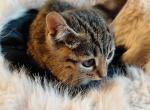Exotic Savannah Purebred Kittens 1Male n 1 Female Profile