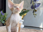 Yakov Profile