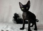 Devon Rex black female Profile
