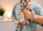 Bengal Fashion kitten Profile