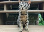 Bob tail American bobtail girl Profile