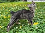 Bob tail American bobtail girl Profile