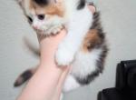 Caramels kittens Profile