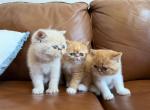 Exotic shorthair persian Profile