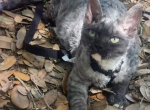 Devon Rex Black Smoke w White Profile