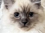 TICA Blue Mitted Girl Profile