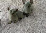bambino and elf kitten Profile