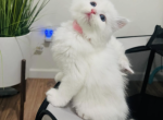 Ragdoll Kittens Profile