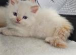 Winter and her kittens Profile