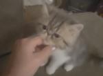 Dumpling litter Profile